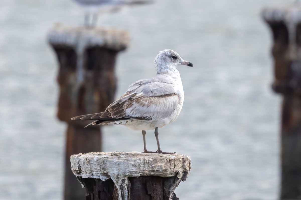 Ring-billed Gull - ML627842200