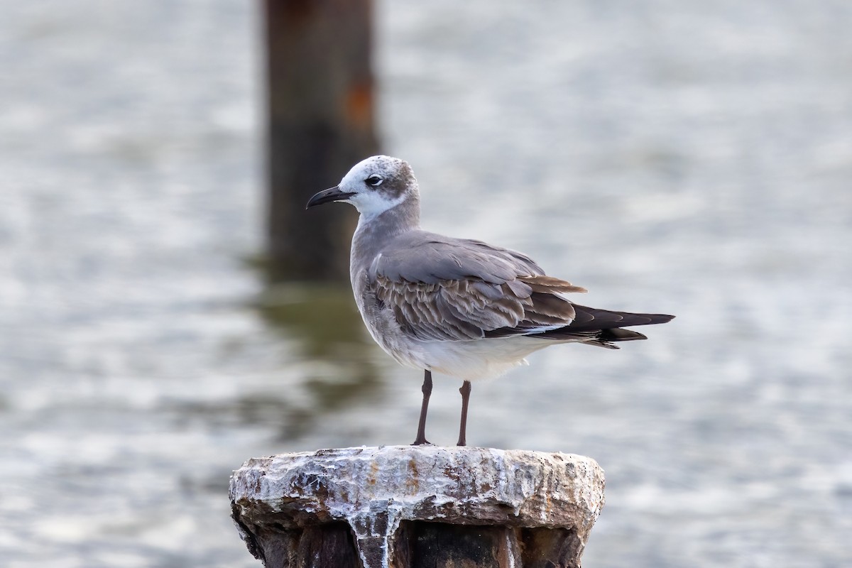 Laughing Gull - ML627842202