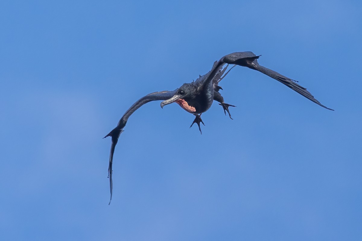 Magnificent Frigatebird - ML627842213