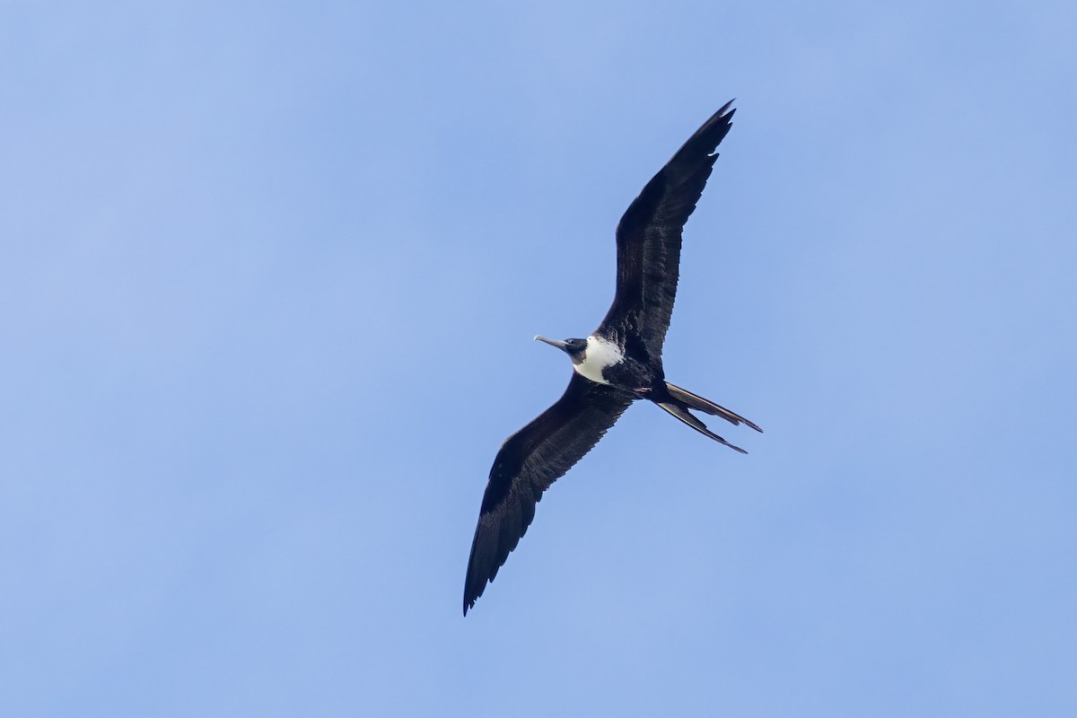 Magnificent Frigatebird - ML627842214