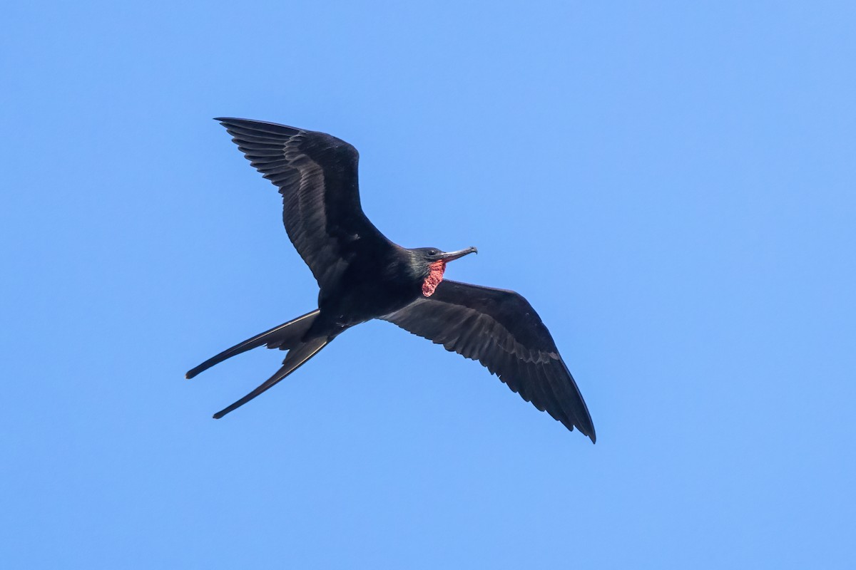 Magnificent Frigatebird - ML627842215