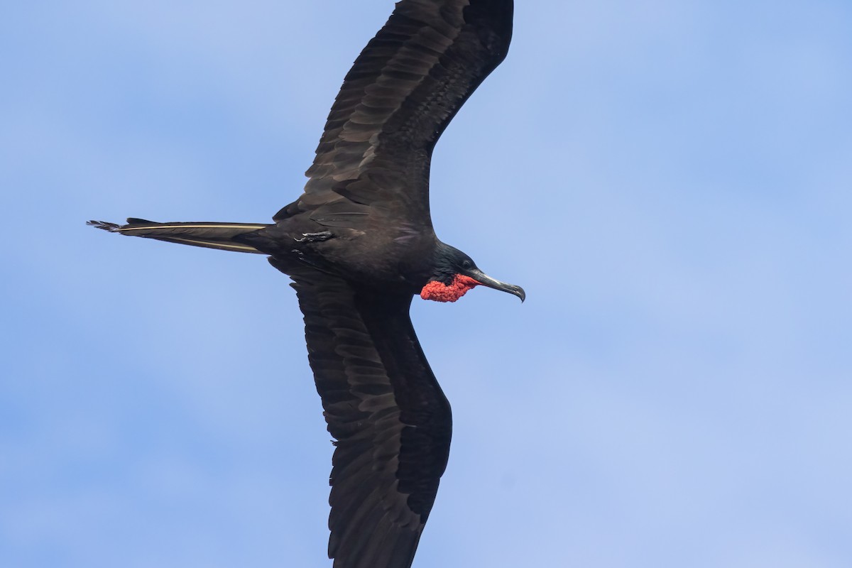 Magnificent Frigatebird - ML627842216