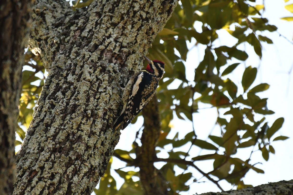 Yellow-bellied Sapsucker - ML627842252