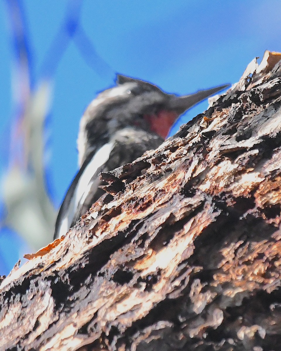 Yellow-bellied Sapsucker - ML627842301