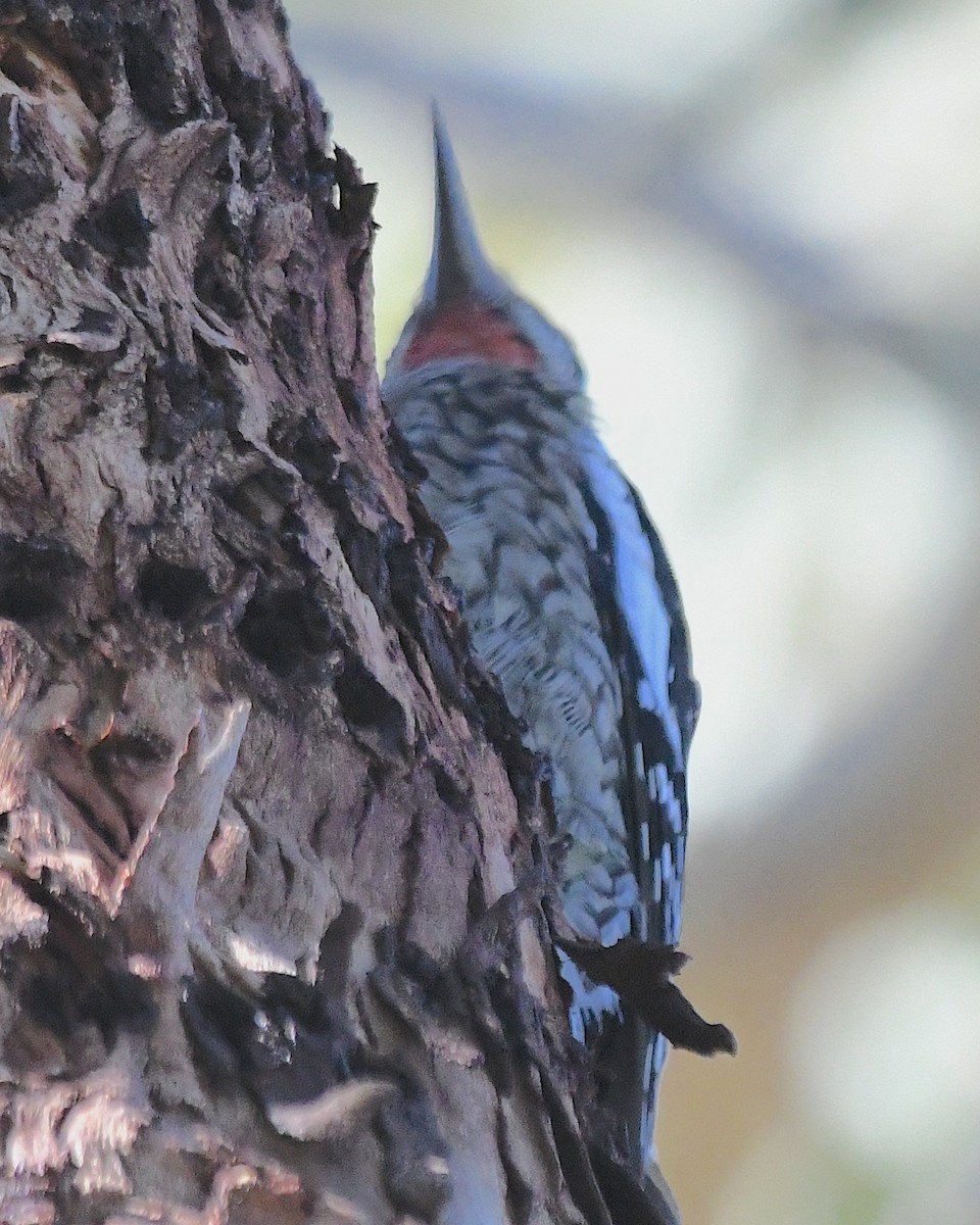 Yellow-bellied Sapsucker - ML627842304