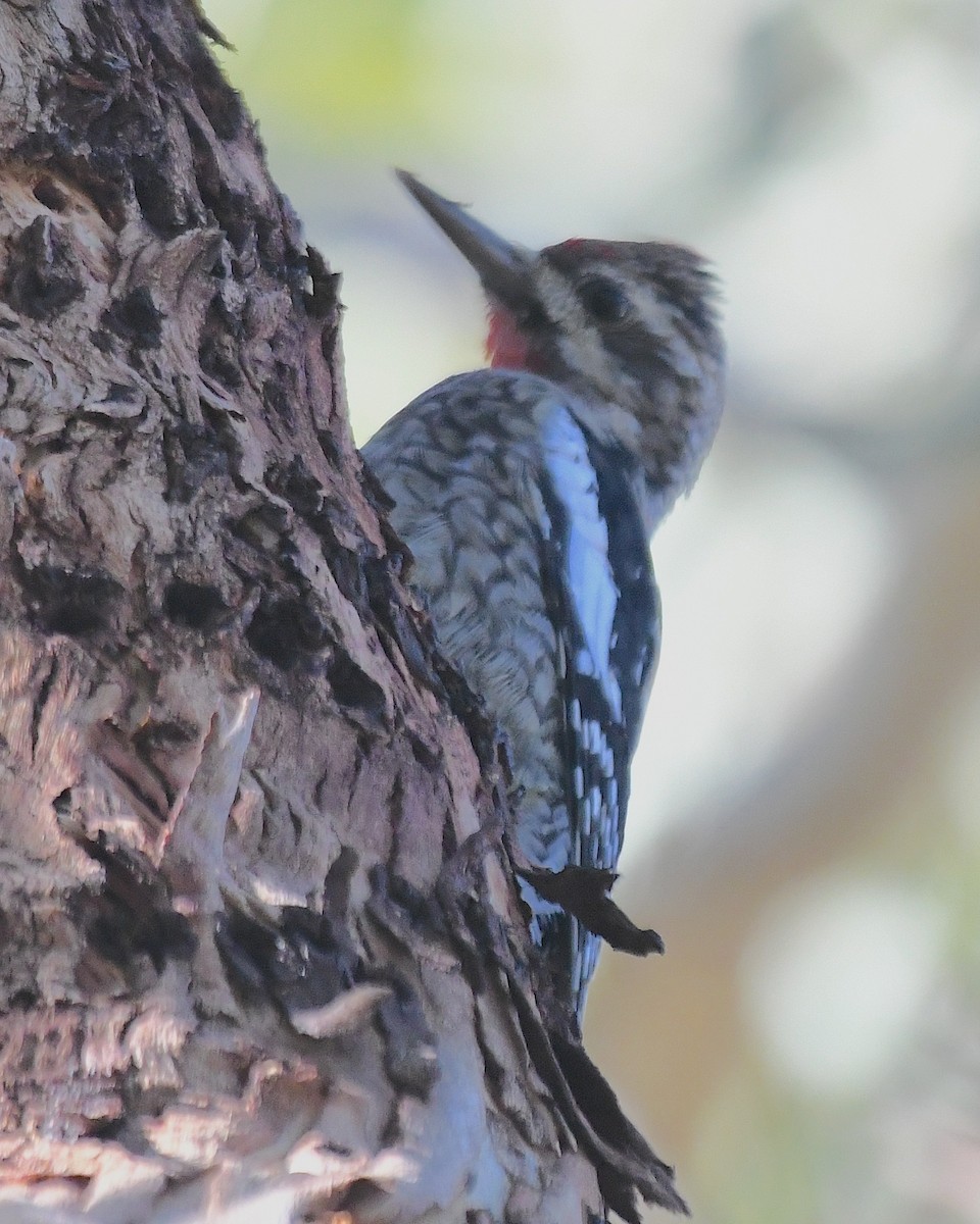 Yellow-bellied Sapsucker - ML627842307