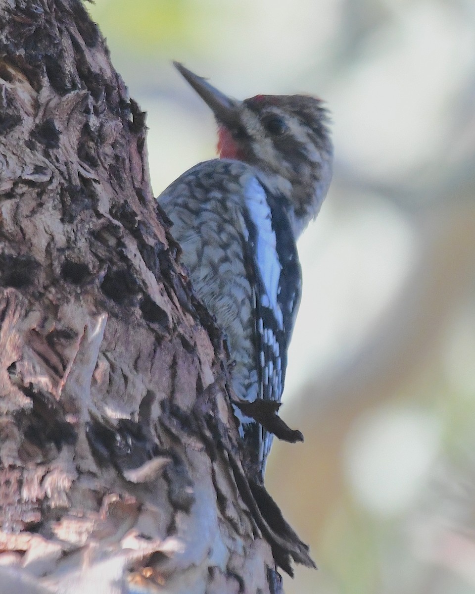 Yellow-bellied Sapsucker - ML627842308