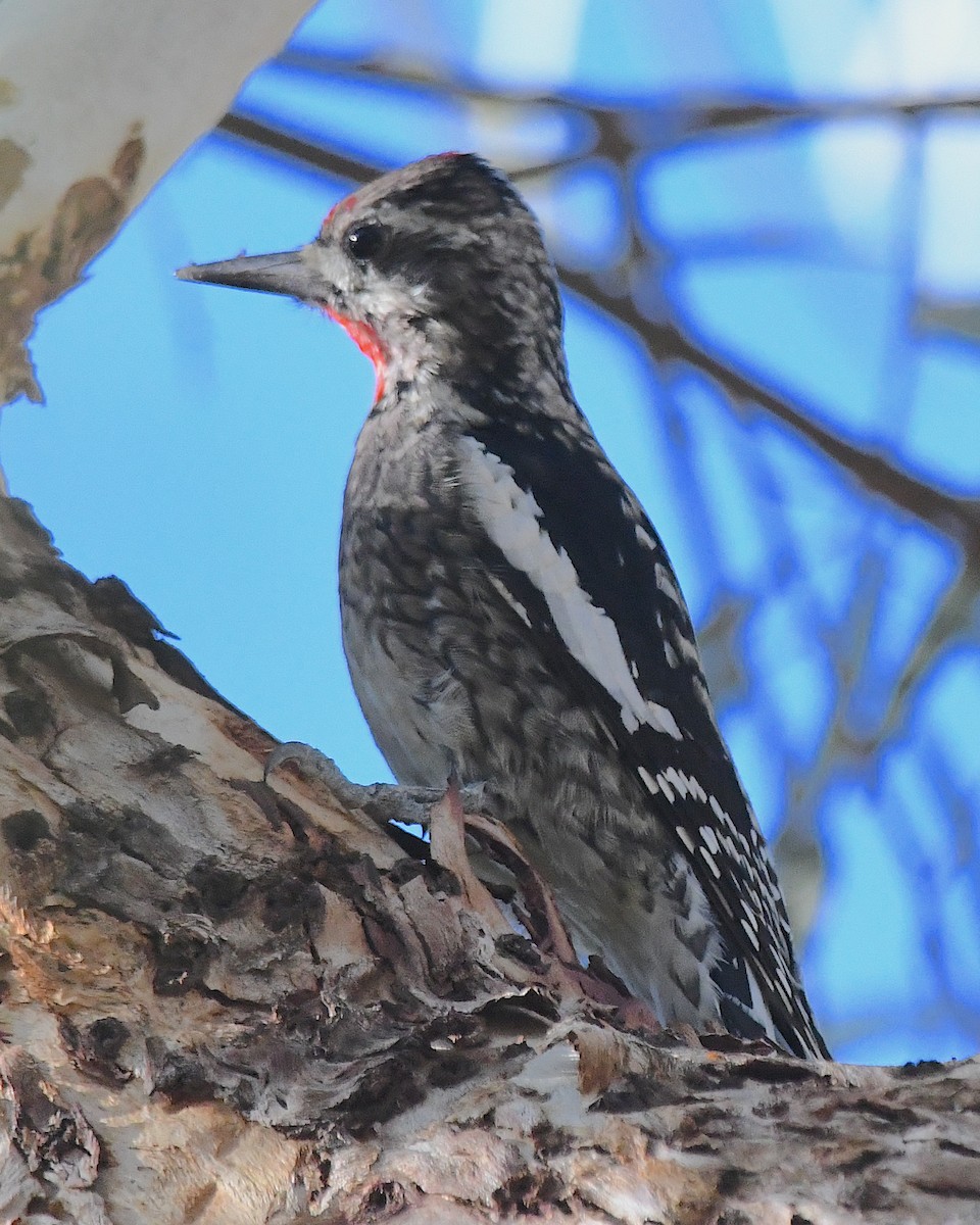 Yellow-bellied Sapsucker - ML627842310