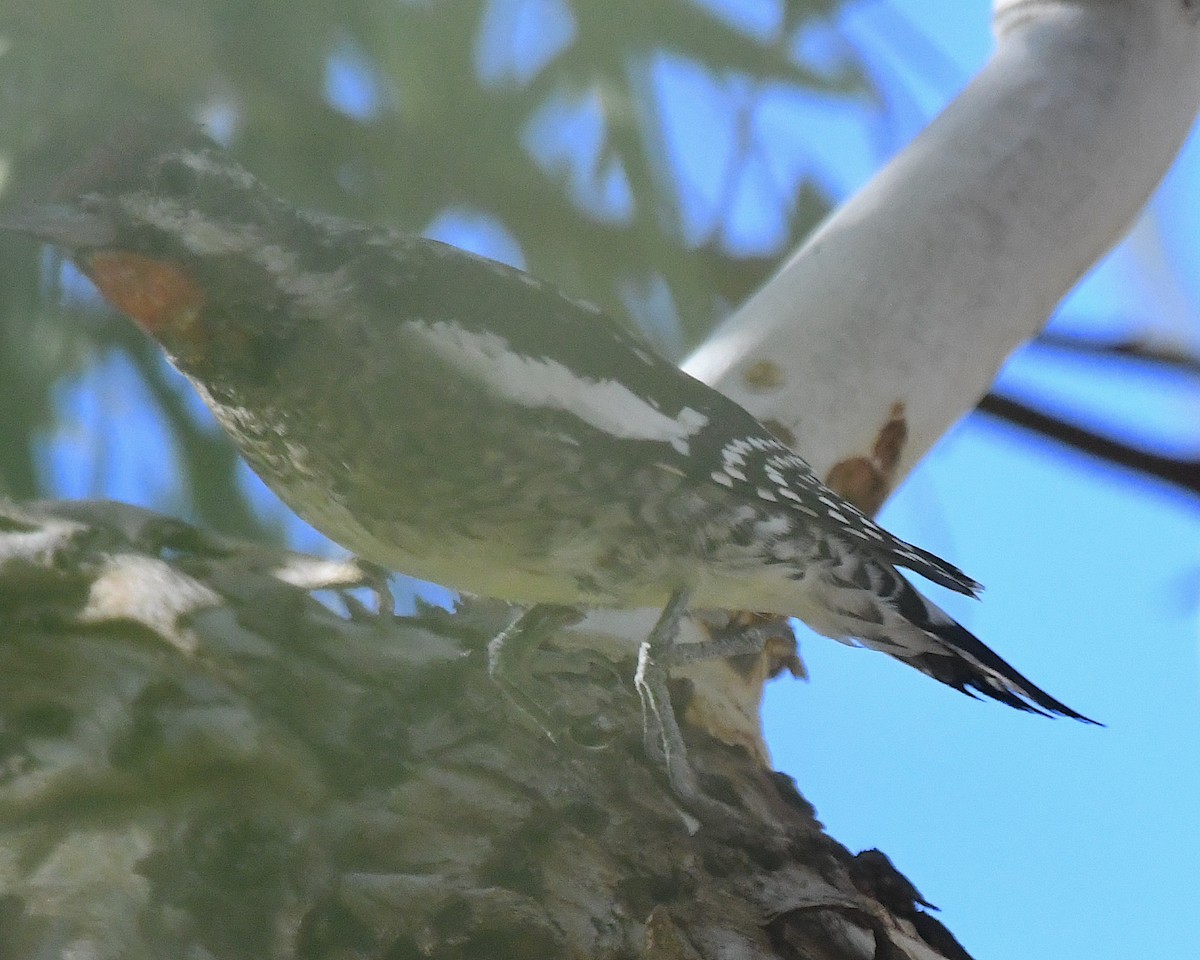 Yellow-bellied Sapsucker - ML627842311