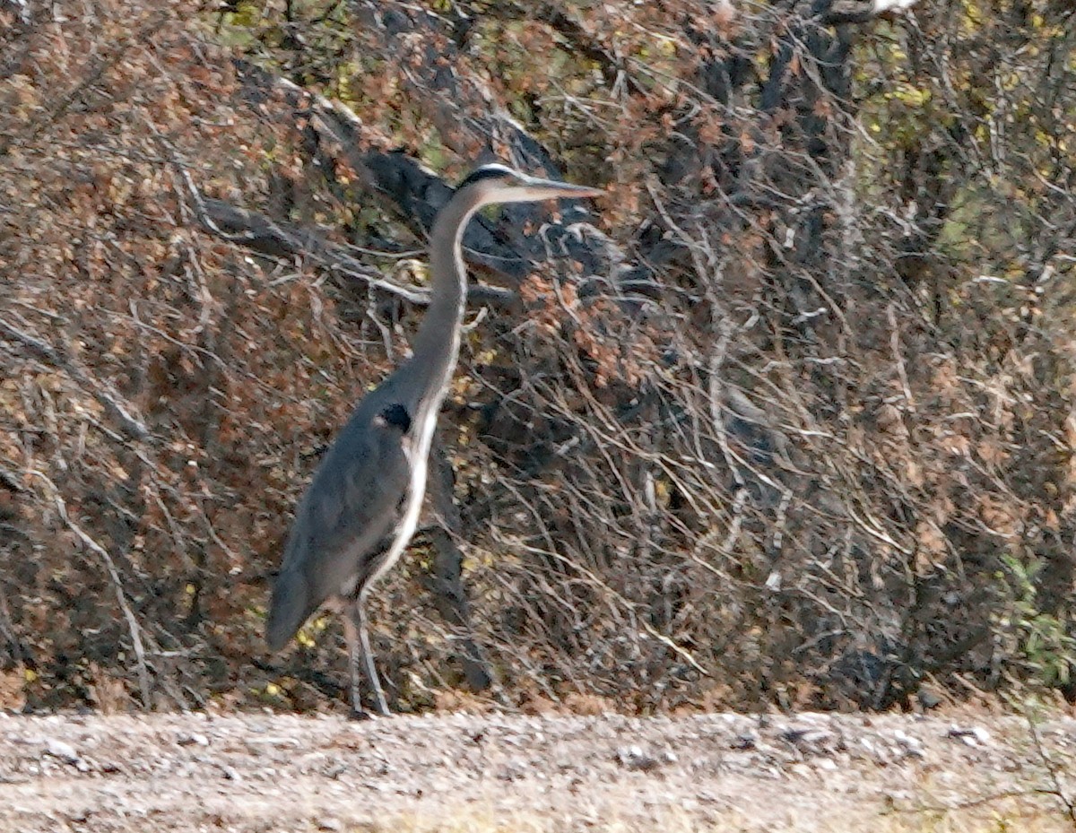 Great Blue Heron - ML627842336