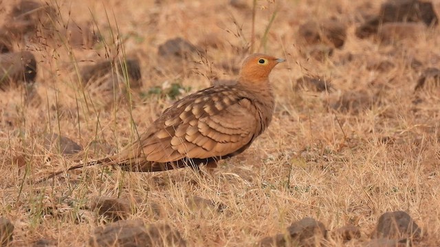 Chestnut-bellied Sandgrouse - ML627842371