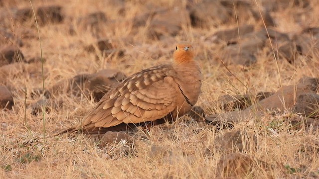 Chestnut-bellied Sandgrouse - ML627842447