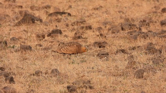 Chestnut-bellied Sandgrouse - ML627842448