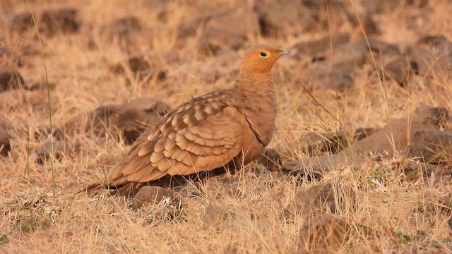 Chestnut-bellied Sandgrouse - ML627842449