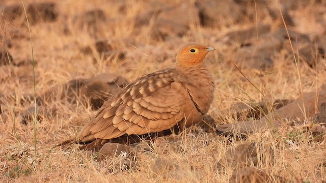 Chestnut-bellied Sandgrouse - ML627842450