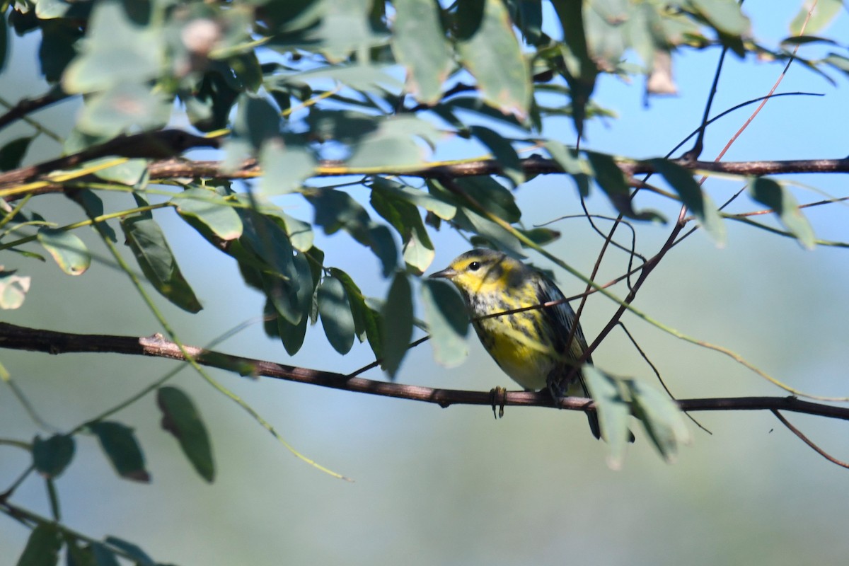 Cape May Warbler - ML627842503