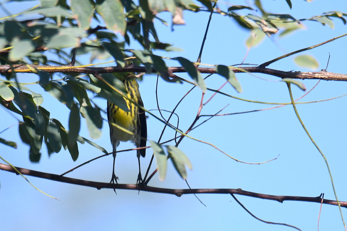 Cape May Warbler - ML627842518