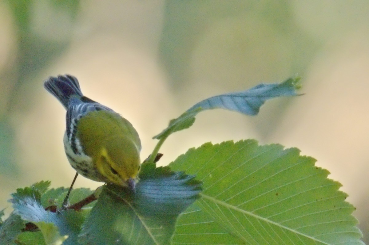 Black-throated Green Warbler - ML627842574