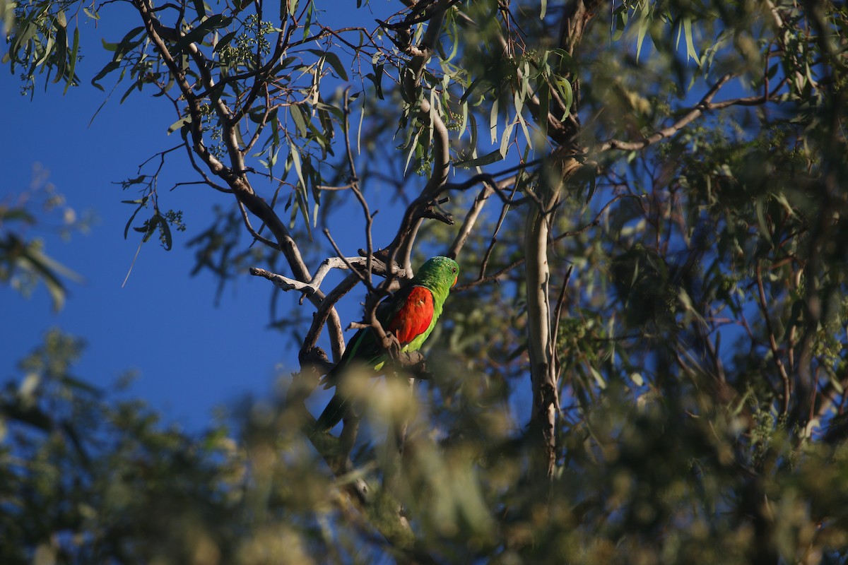 Red-winged Parrot - ML627842692