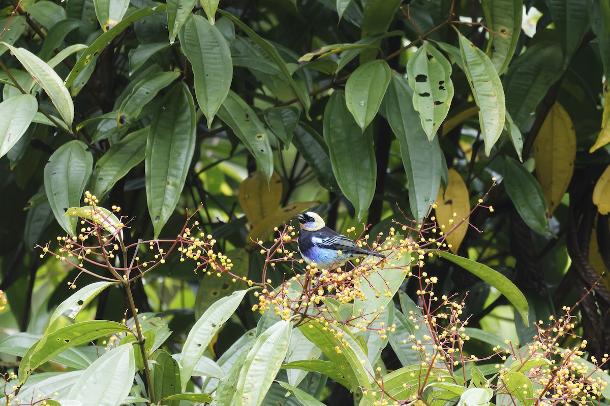 Golden-hooded Tanager - ML627842750