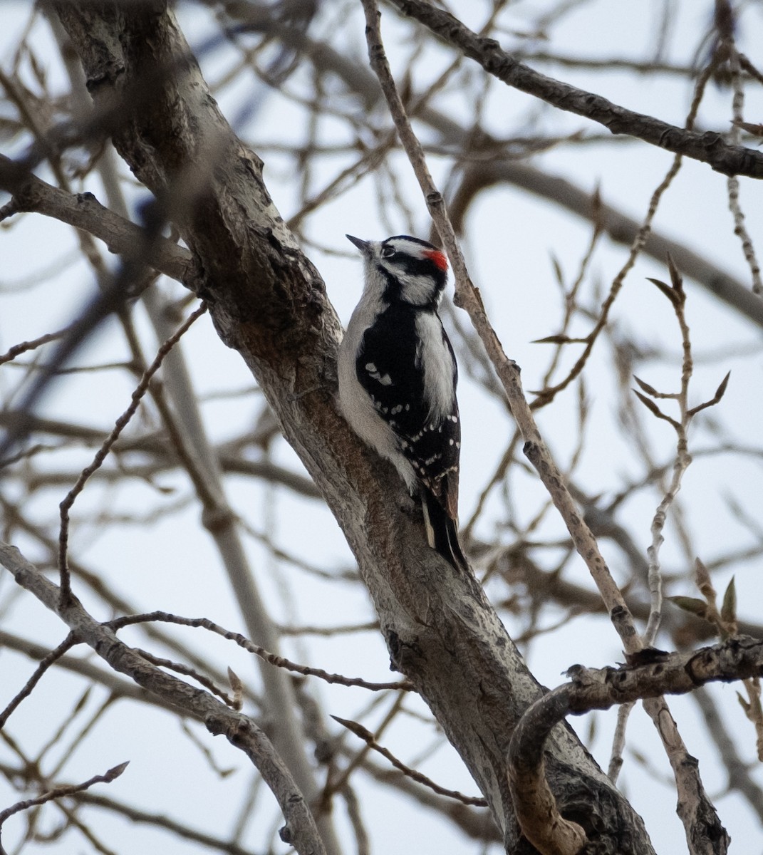 Downy Woodpecker - ML627842751