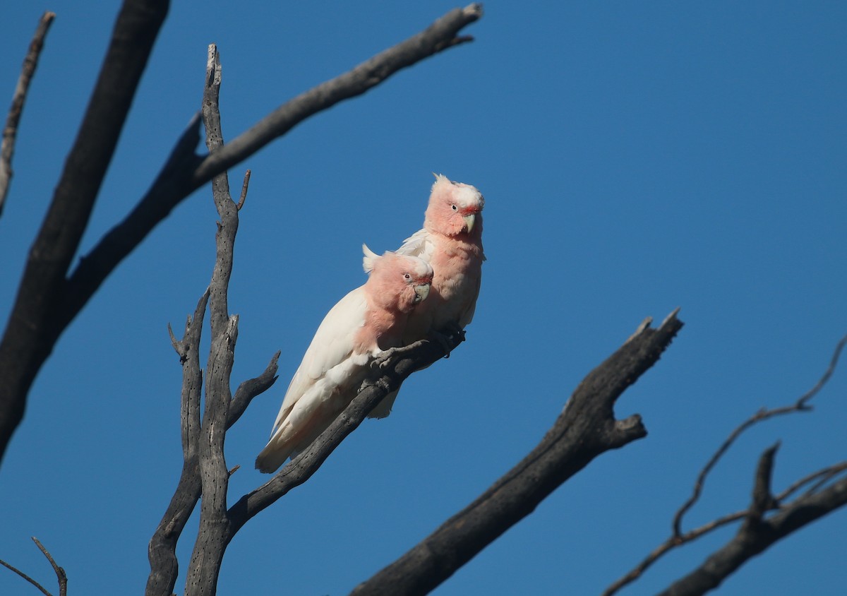 Pink Cockatoo - ML627842794