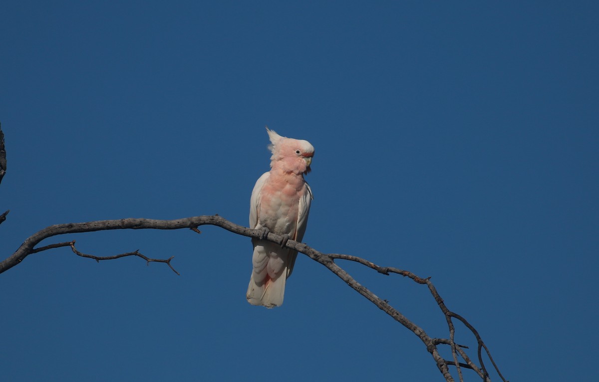 Pink Cockatoo - ML627842795