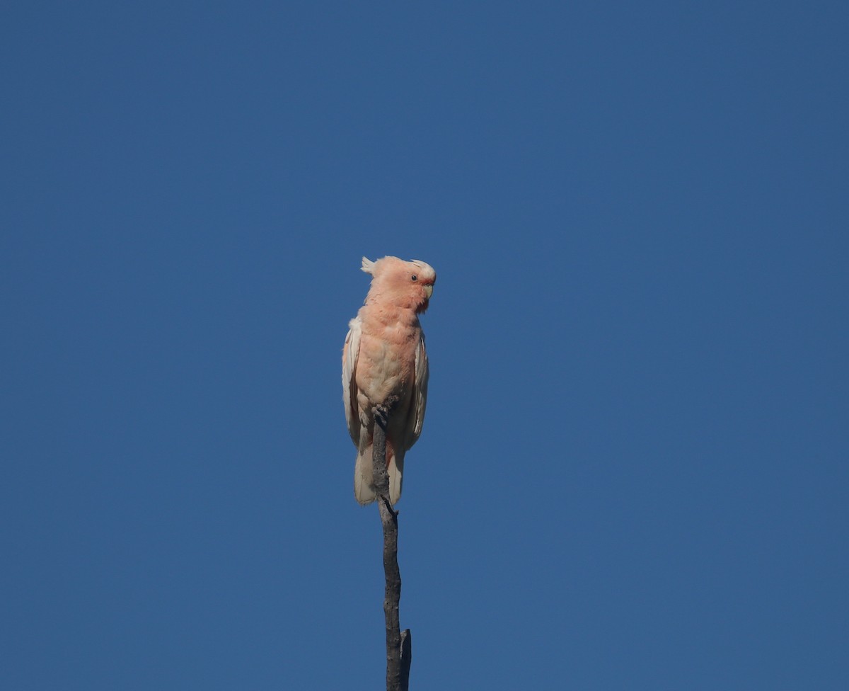 Pink Cockatoo - ML627842796