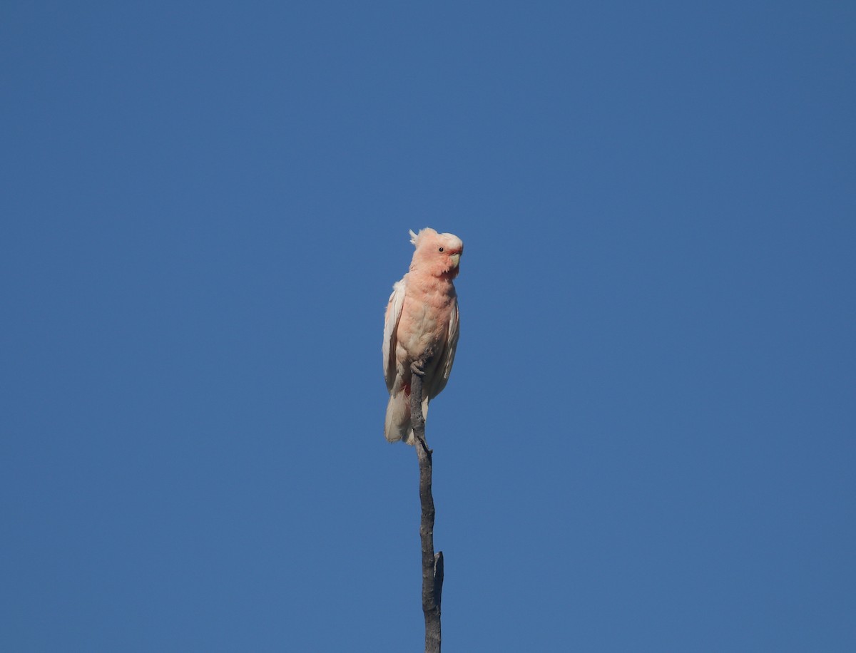 Pink Cockatoo - ML627842797