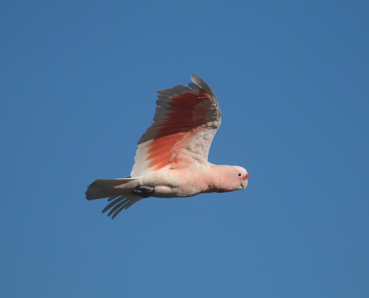 Pink Cockatoo - ML627842823