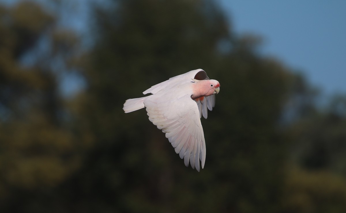 Pink Cockatoo - ML627842824