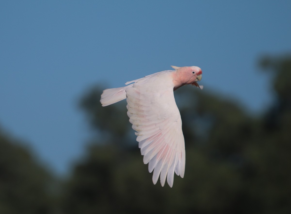 Pink Cockatoo - ML627842825