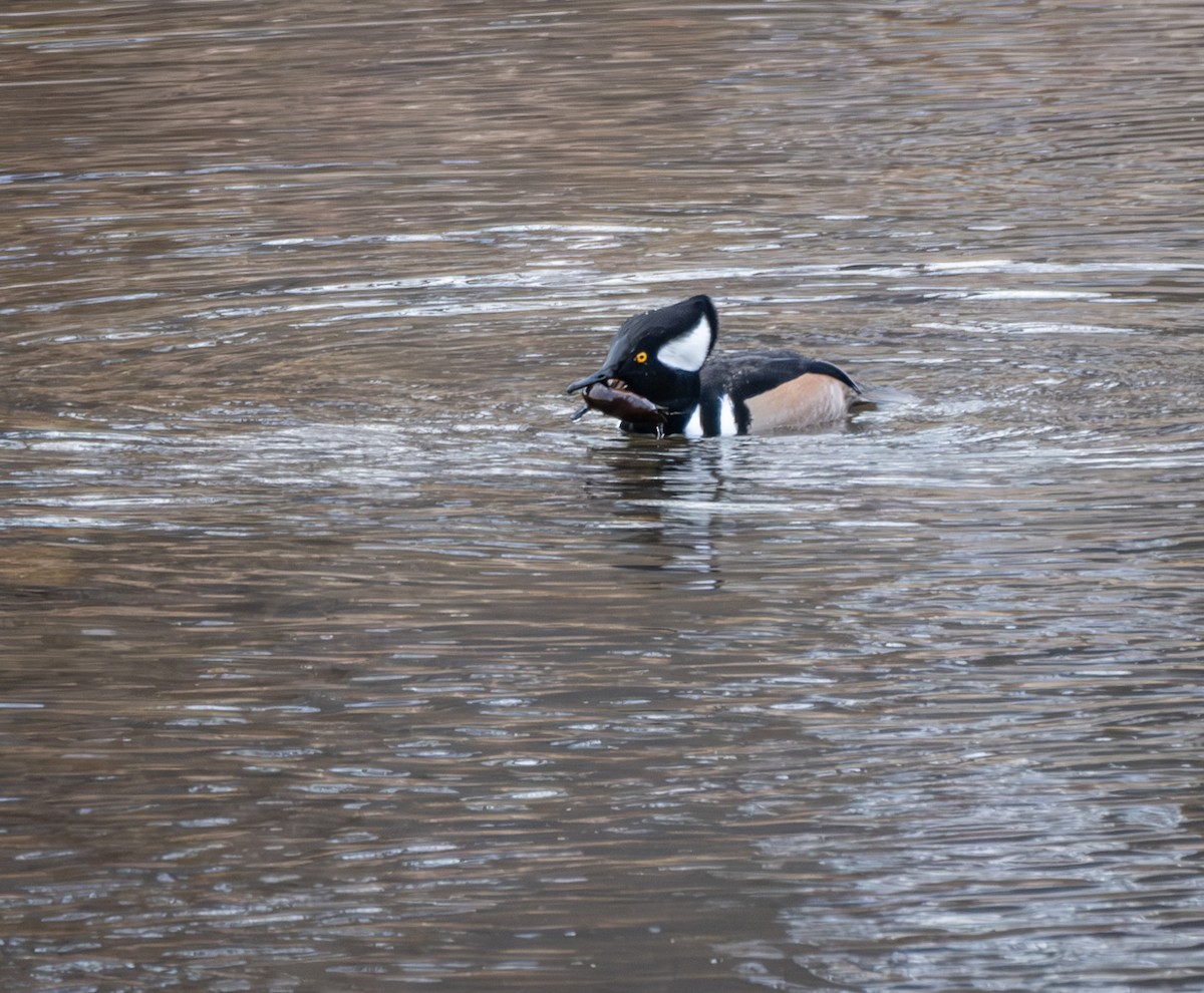 Hooded Merganser - ML627842867