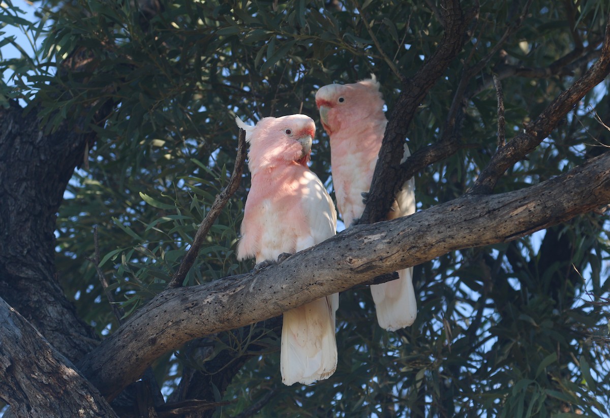 Pink Cockatoo - ML627842868