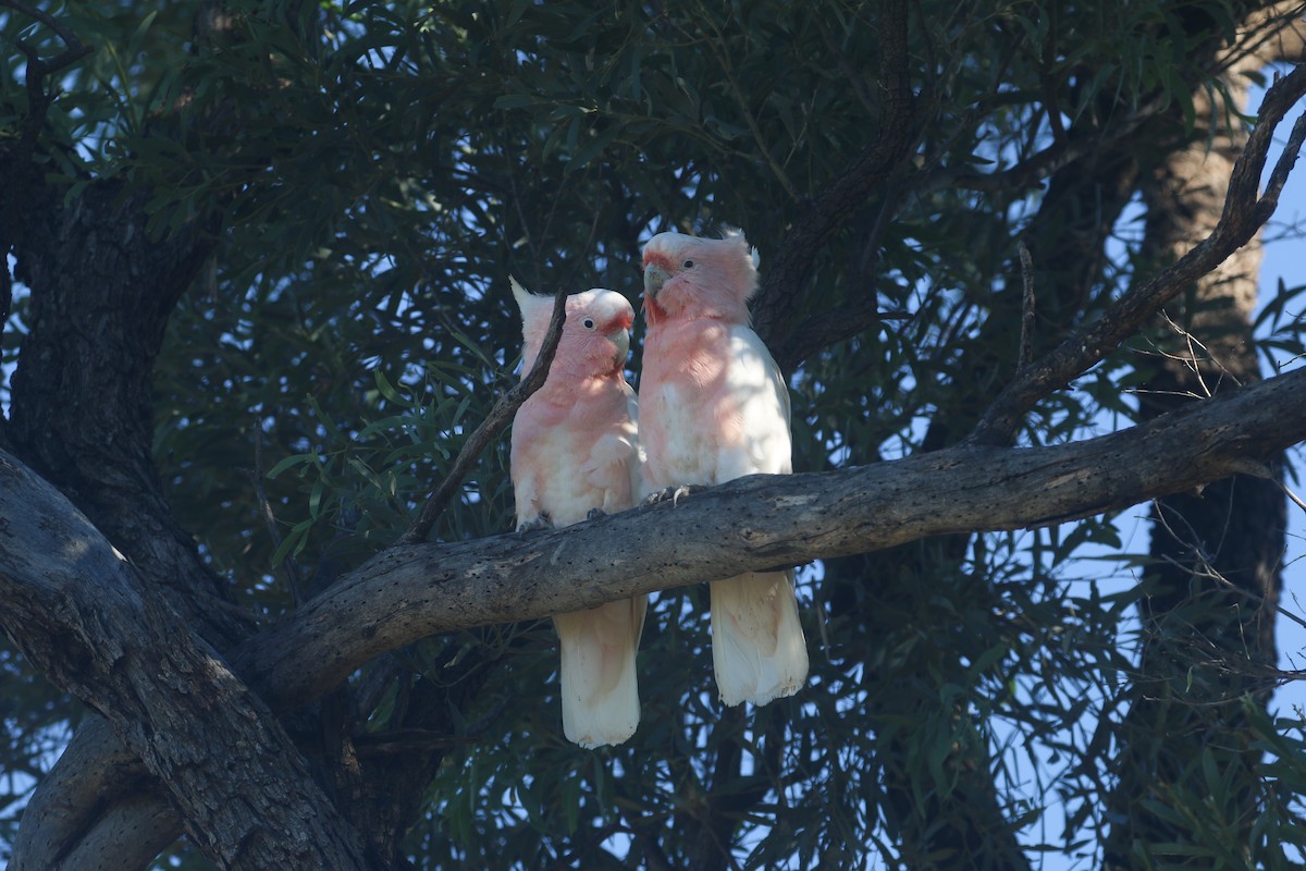 Pink Cockatoo - ML627842869