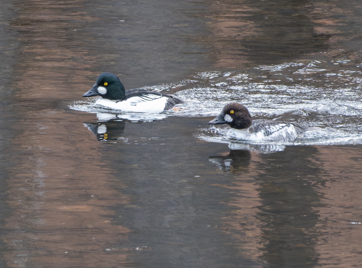 Common Goldeneye - ML627842898