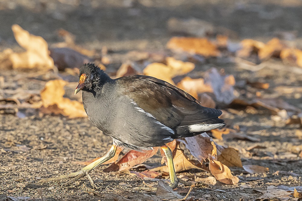 Common Gallinule - ML627842908