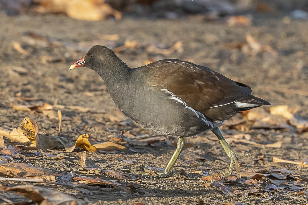 Common Gallinule - ML627842910