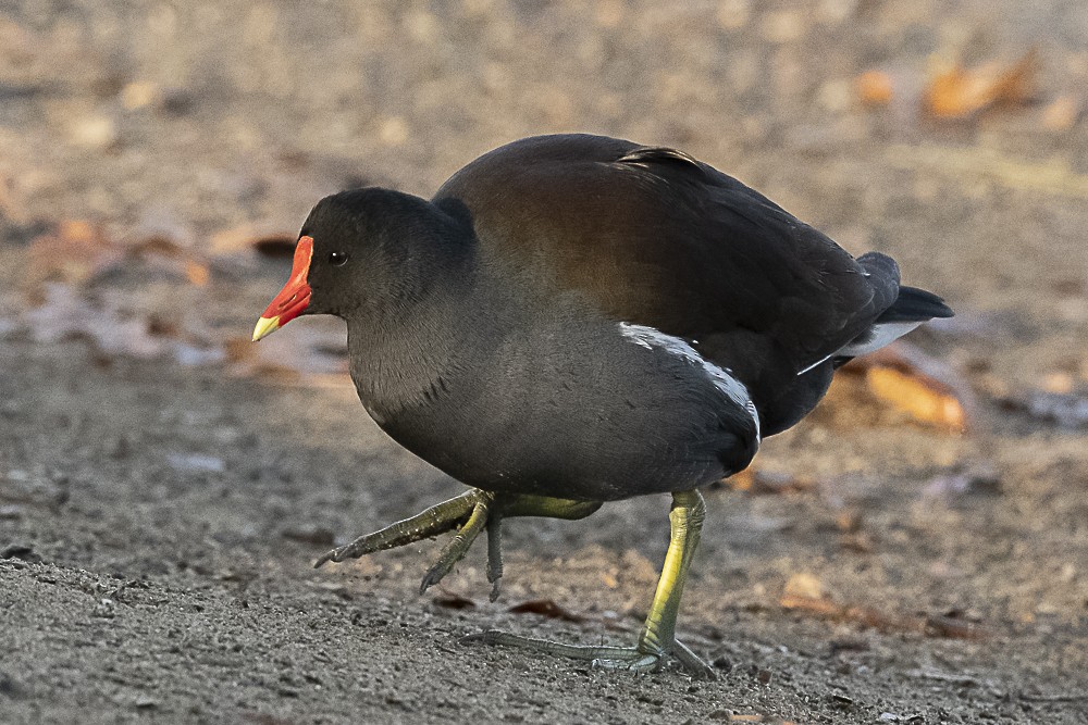 Common Gallinule - ML627842911