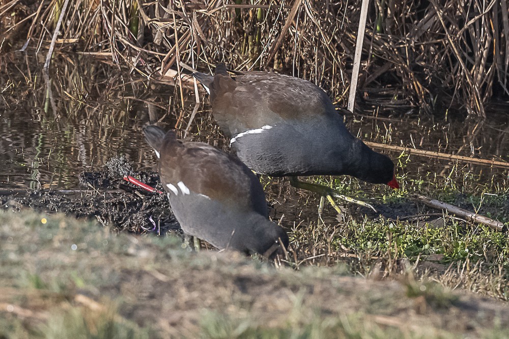 Common Gallinule - ML627842912