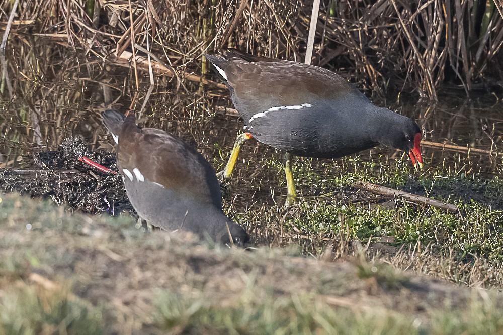 Common Gallinule - ML627842913