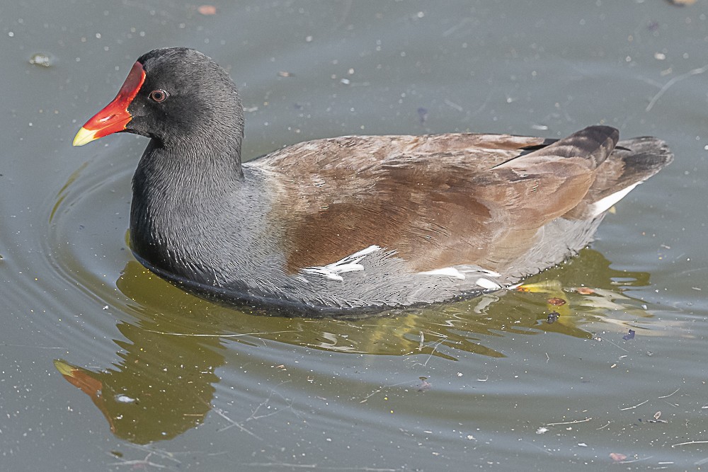 Common Gallinule - ML627842914