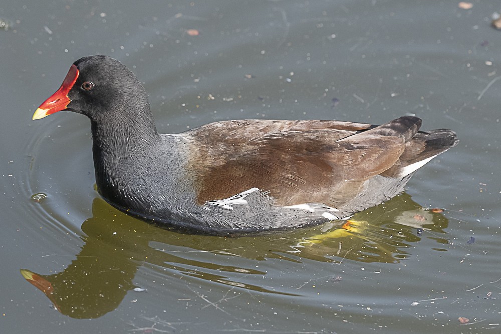 Common Gallinule - ML627842915