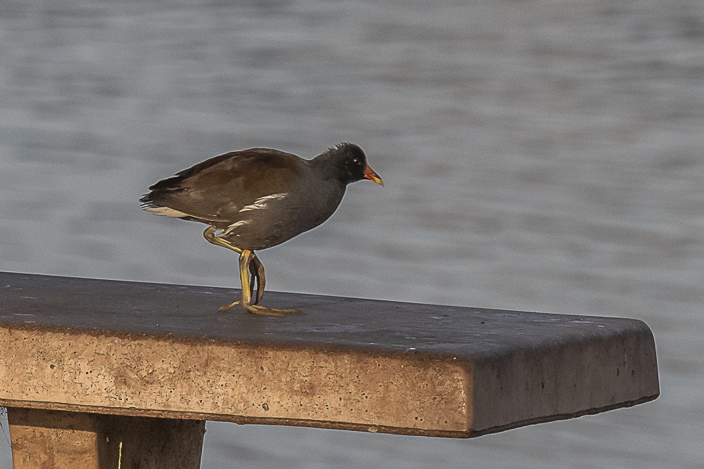 Common Gallinule - ML627842916