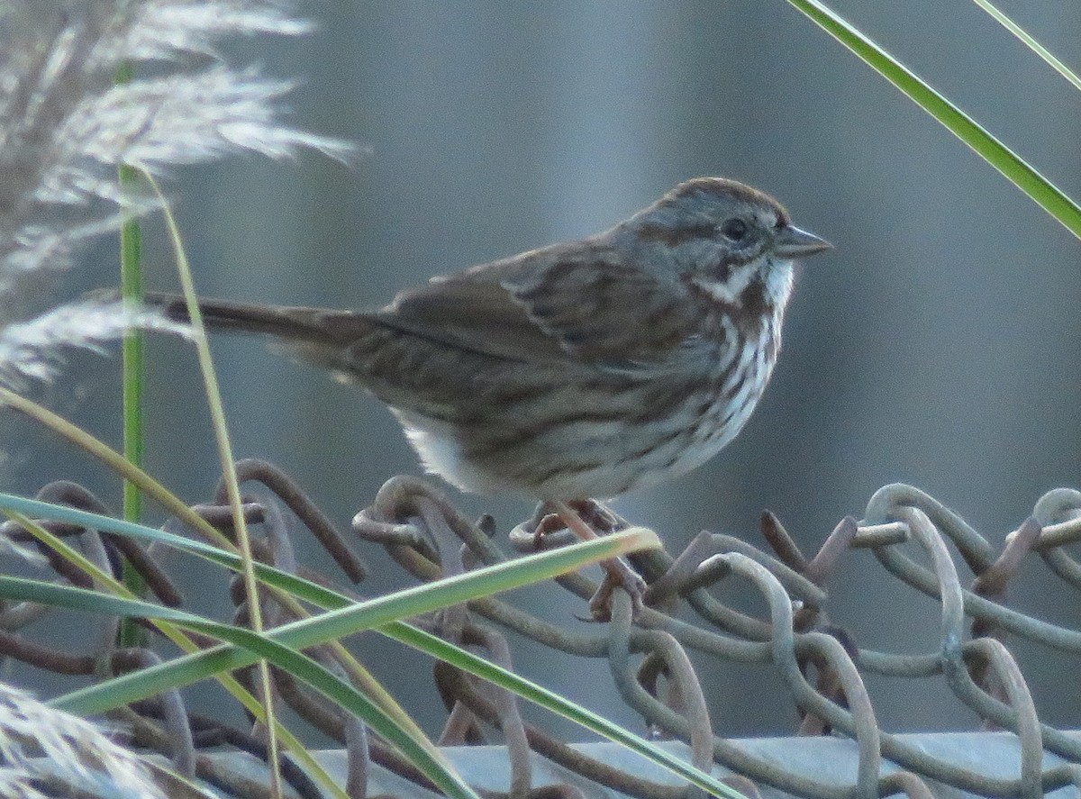 Song Sparrow - ML627842976