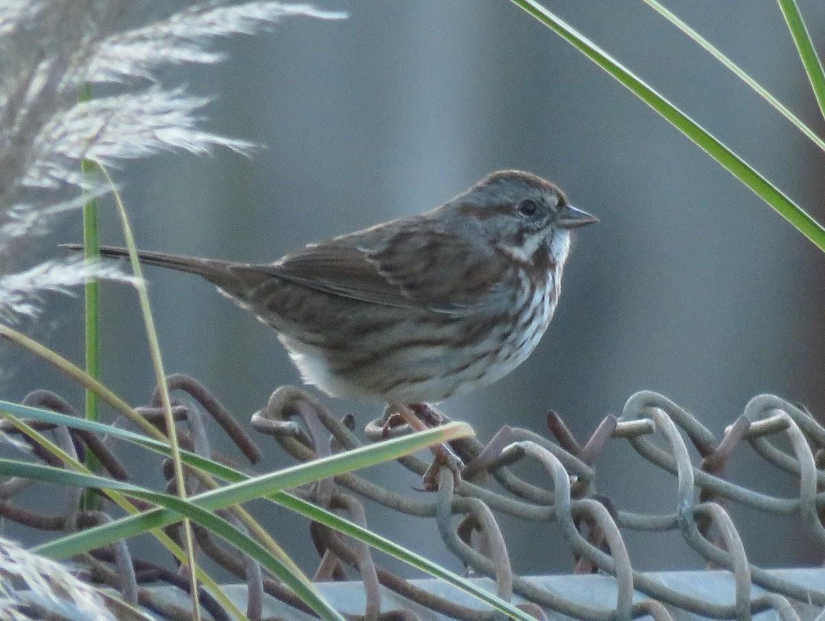 Song Sparrow - ML627842977