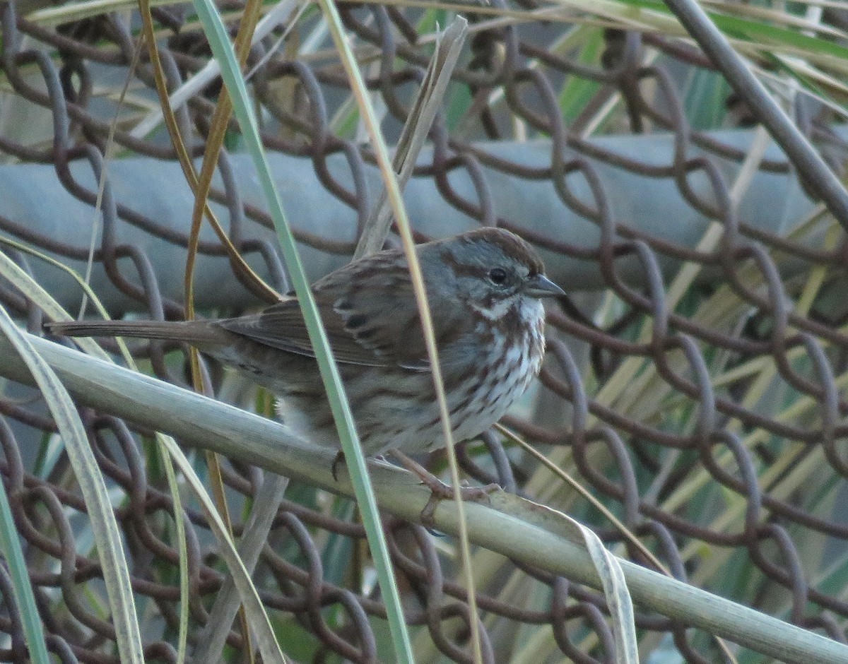 Song Sparrow - ML627842978