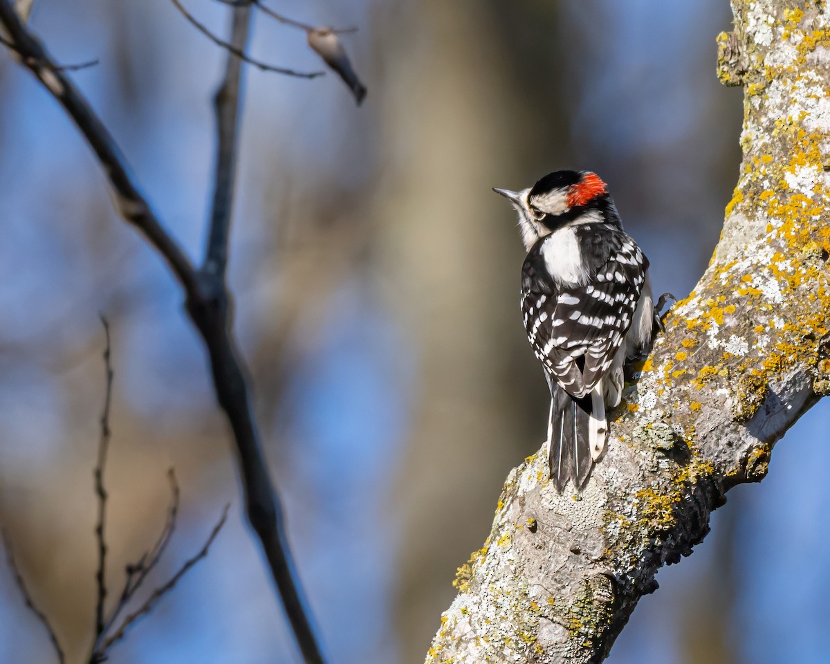 Downy Woodpecker - ML627842986