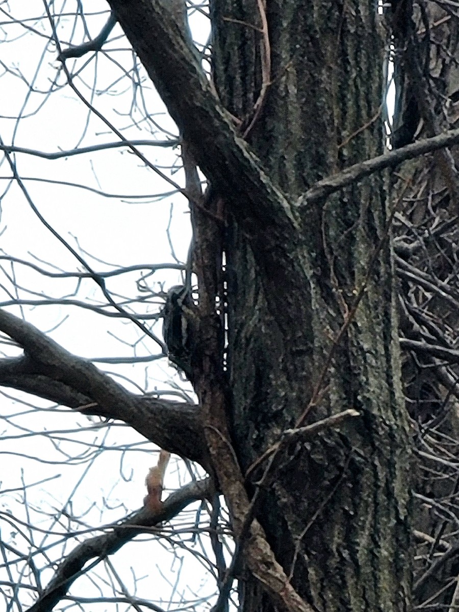 Yellow-bellied Sapsucker - ML627843040