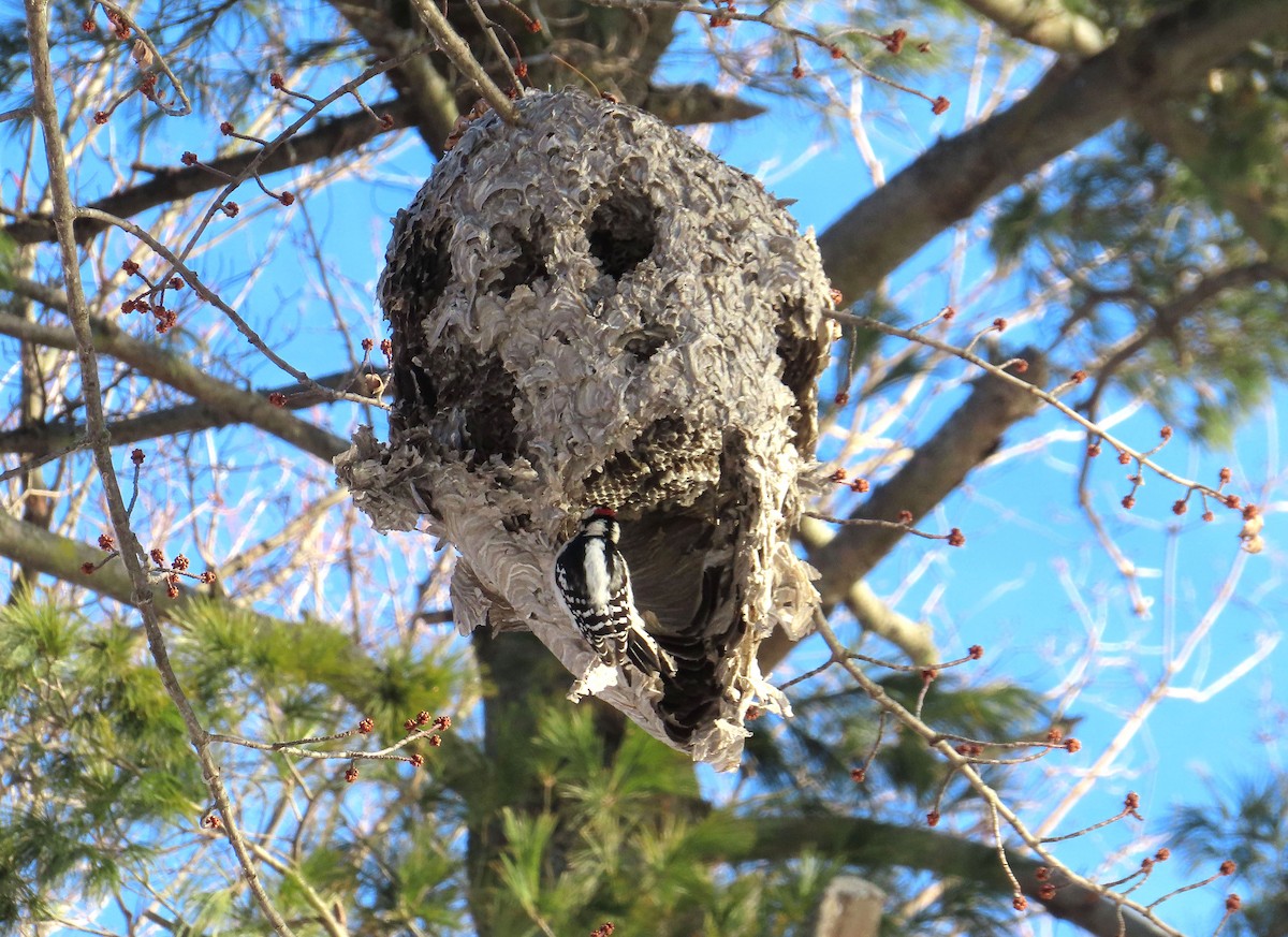 Downy Woodpecker - ML627843045